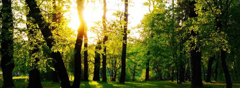 923106 509810399076152 1912293620 n 768x284